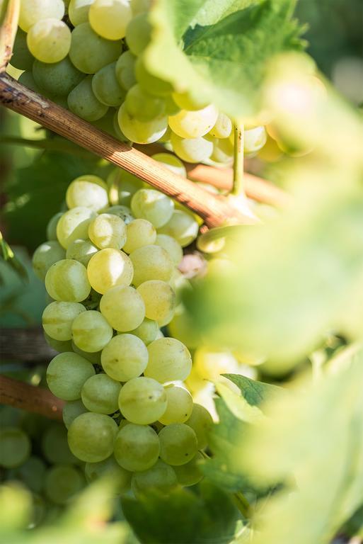 Agriturismo Albarossa Ницца-Монферрато Экстерьер фото