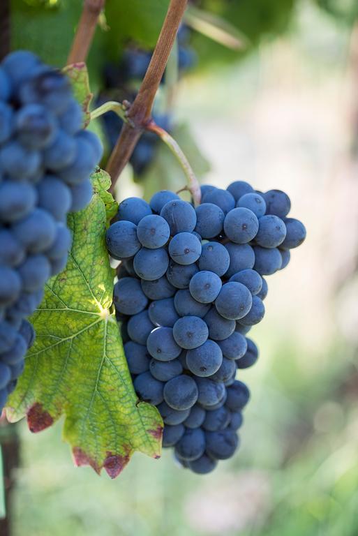 Agriturismo Albarossa Ницца-Монферрато Экстерьер фото